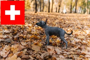 Mehr über den Artikel erfahren Xolo Züchter und Welpen in der Schweiz
