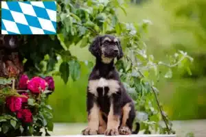 Read more about the article Afghanischer Windhund Züchter und Welpen in Bayern