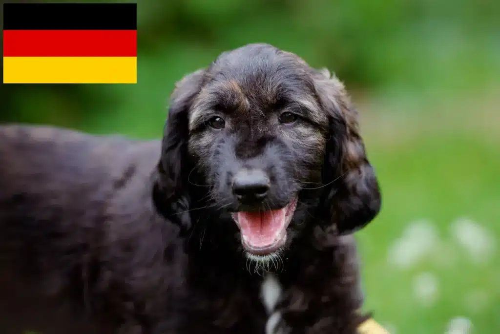 Afghanischer Windhund Züchter mit Welpen Deutschland