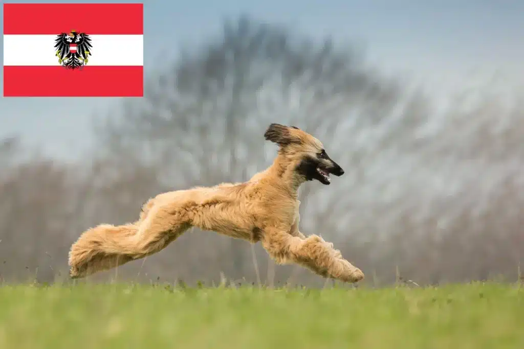 Afghanischer Windhund Züchter mit Welpen Österreich