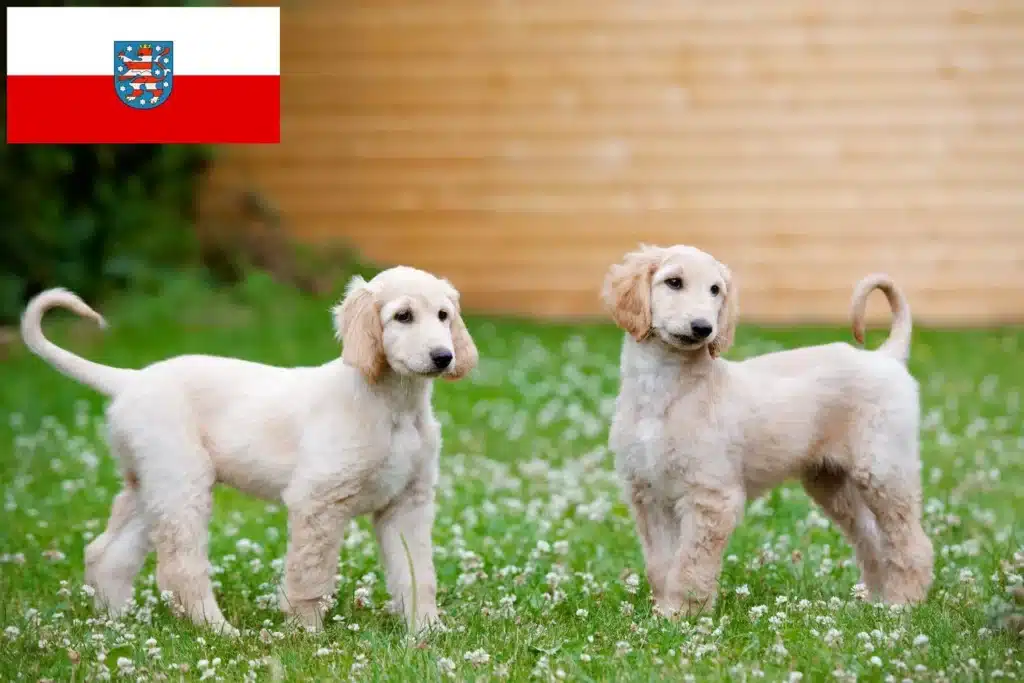 Afghanischer Windhund Züchter mit Welpen Thüringen