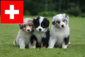 Read more about the article Australian Shepherd Züchter und Welpen in der Schweiz