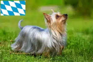 Read more about the article Australian Silky Terrier Züchter und Welpen in Bayern