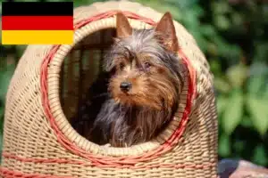 Read more about the article Australian Silky Terrier Züchter und Welpen in Deutschland