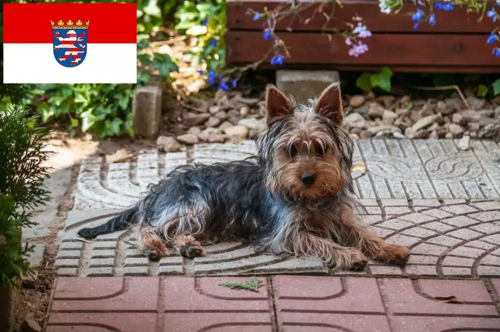 Australian Silky Terrier Züchter mit Welpen Hessen