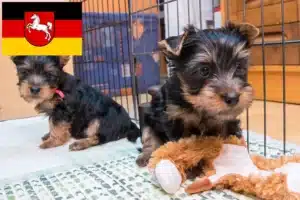 Read more about the article Australian Silky Terrier Züchter und Welpen in Niedersachsen