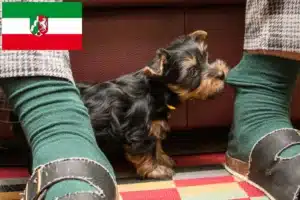 Read more about the article Australian Silky Terrier Züchter und Welpen in Nordrhein-Westfalen