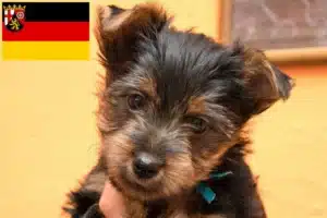 Read more about the article Australian Silky Terrier Züchter und Welpen in Rheinland-Pfalz