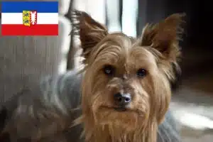 Read more about the article Australian Silky Terrier Züchter und Welpen in Schleswig-Holstein