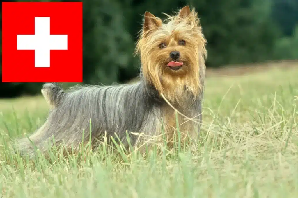 Australian Silky Terrier Züchter mit Welpen Schweiz