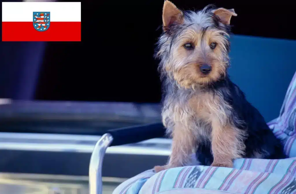 Australian Silky Terrier Züchter mit Welpen Thüringen