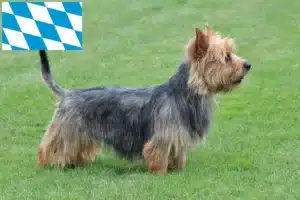 Read more about the article Australian Terrier Züchter und Welpen in Bayern