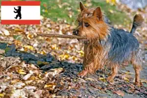 Read more about the article Australian Terrier Züchter und Welpen in Berlin