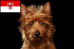 Read more about the article Australian Terrier Züchter und Welpen in Brandenburg
