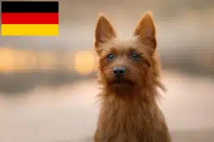 Read more about the article Australian Terrier Züchter und Welpen in Deutschland