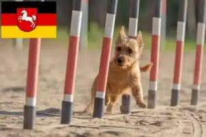 Read more about the article Australian Terrier Züchter und Welpen in Niedersachsen