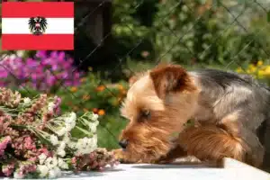Read more about the article Australian Terrier Züchter und Welpen in Österreich