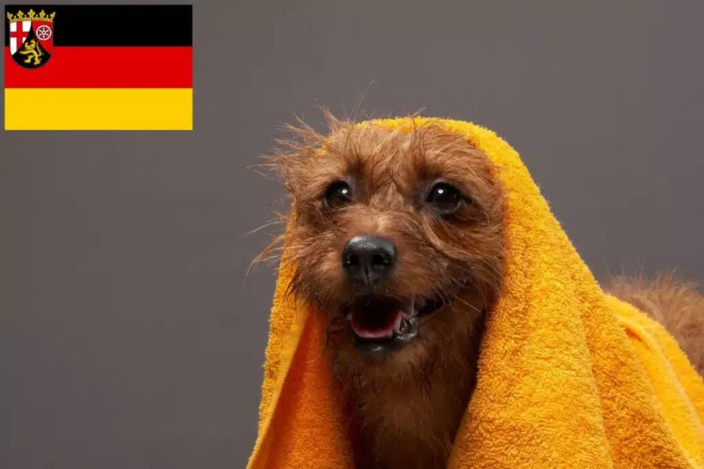 Australian Terrier Züchter mit Welpen Rheinland-Pfalz