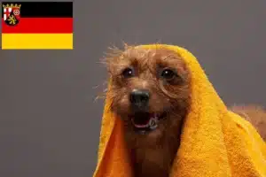 Read more about the article Australian Terrier Züchter und Welpen in Rheinland-Pfalz