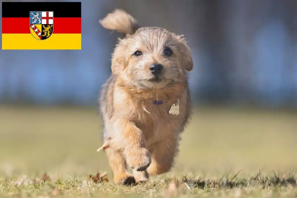 Australian Terrier Züchter mit Welpen Saarland