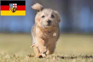 Read more about the article Australian Terrier Züchter und Welpen im Saarland