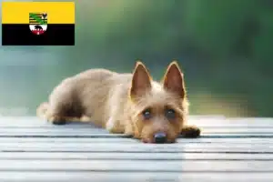 Read more about the article Australian Terrier Züchter und Welpen in Sachsen-Anhalt