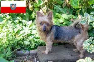 Read more about the article Australian Terrier Züchter und Welpen in Thüringen