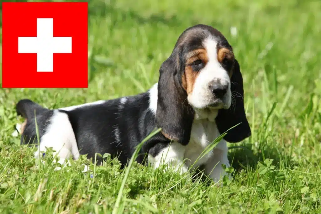 Basset Hound Züchter mit Welpen Schweiz