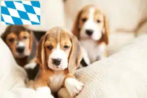 Read more about the article Beagle Züchter und Welpen in Bayern