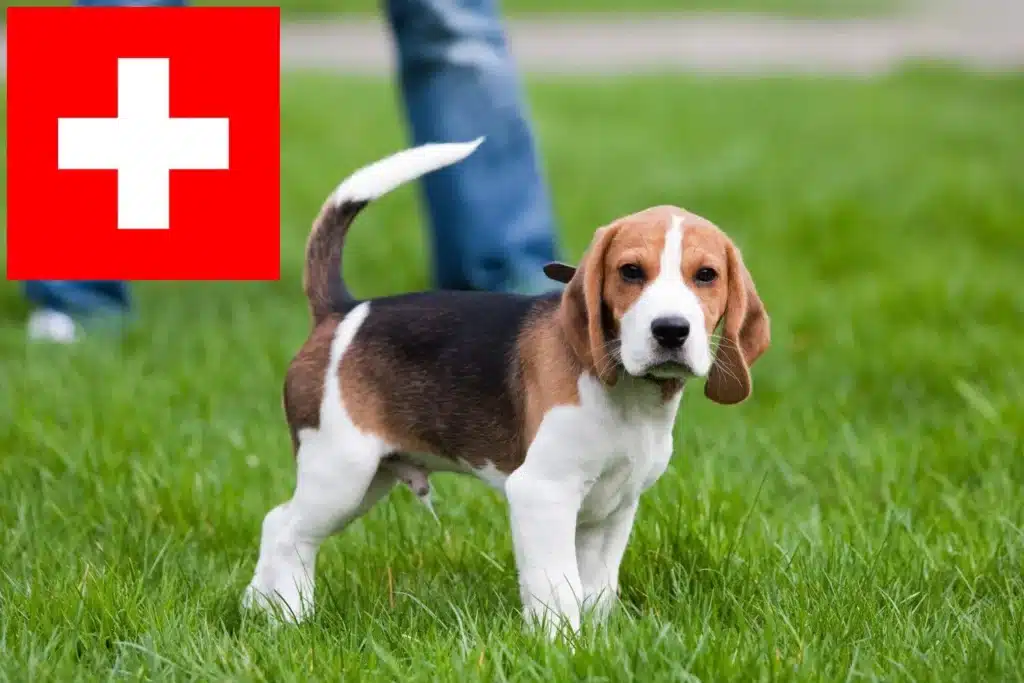 Beagle Züchter mit Welpen Schweiz