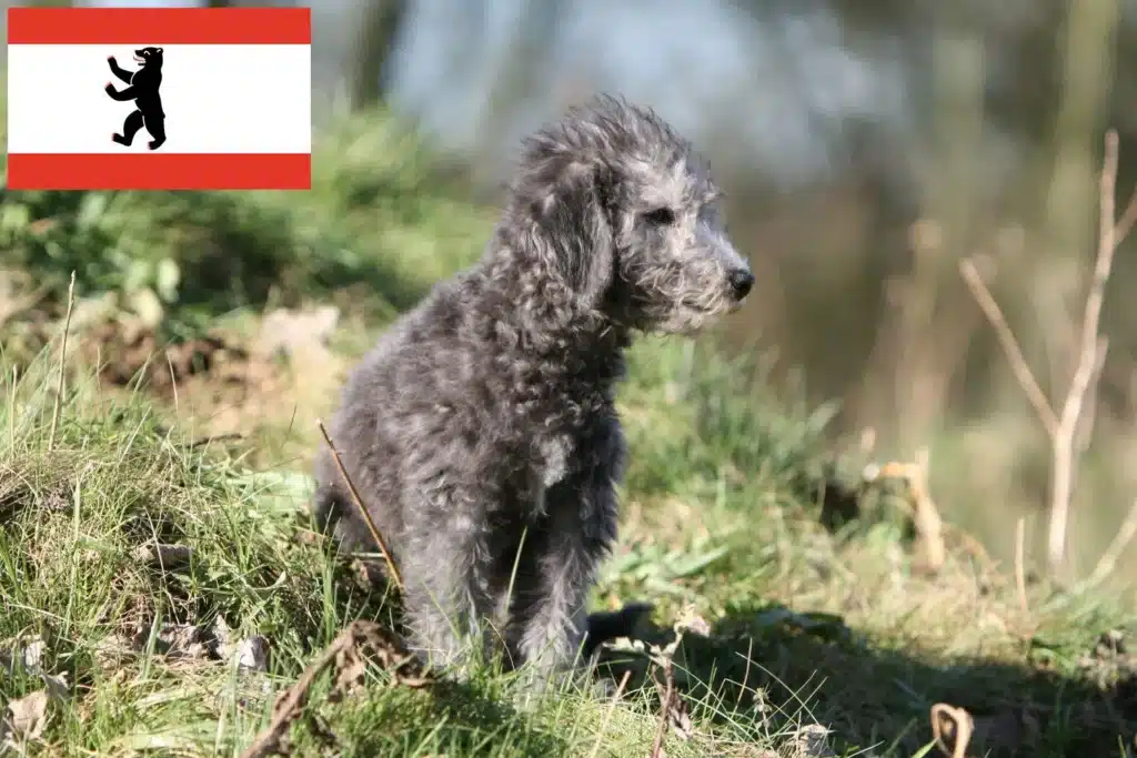 Bedlington Terrier Züchter mit Welpen Berlin