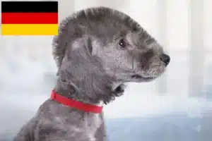 Read more about the article Bedlington Terrier Züchter und Welpen in Deutschland