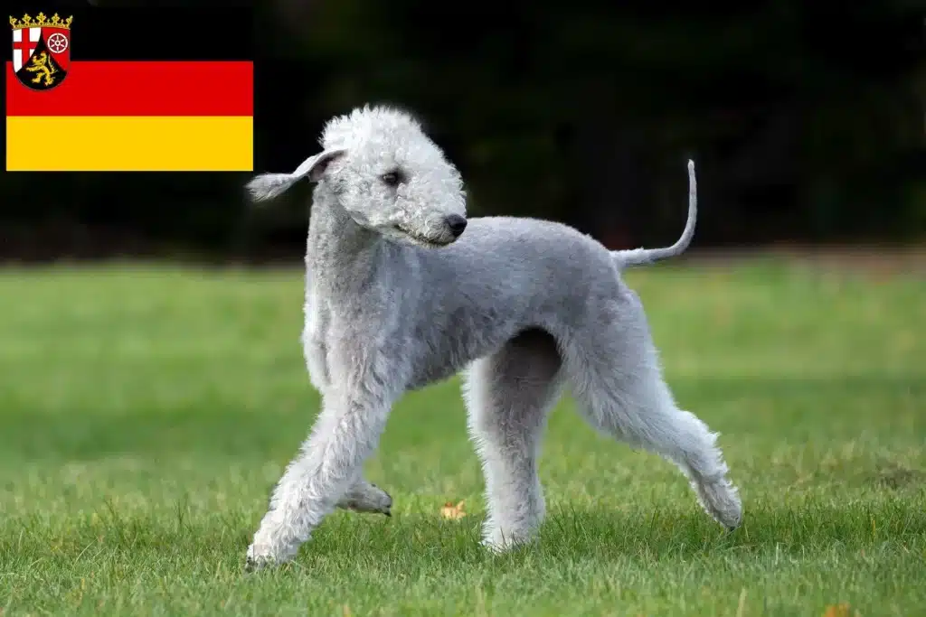 Bedlington Terrier Züchter mit Welpen Rheinland-Pfalz