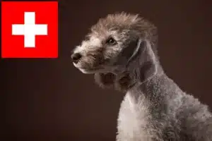 Read more about the article Bedlington Terrier Züchter und Welpen in der Schweiz