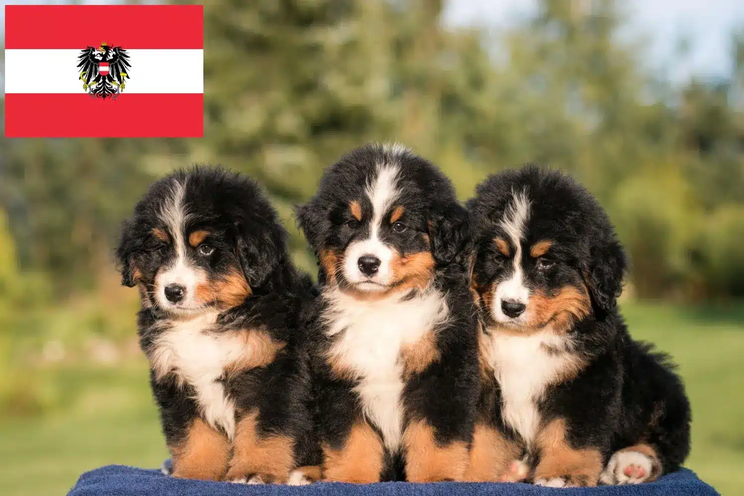 Berner Sennenhund Welpe Gewicht Und Größe Tabelle Berner Sennenhund Züchter und Welpen in Österreich - DogWeb - Hundeportal