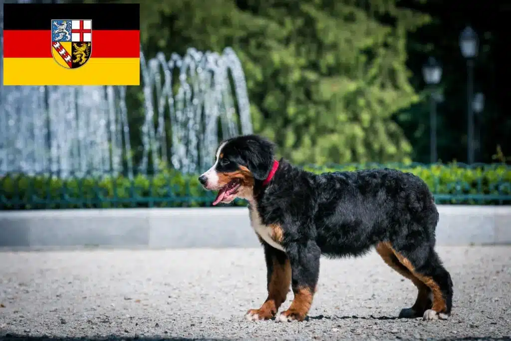Berner Sennenhund Züchter mit Welpen Saarland