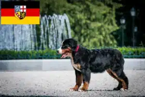 Read more about the article Berner Sennenhund Züchter und Welpen im Saarland
