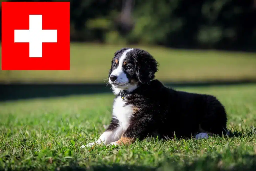 Berner Sennenhund Züchter mit Welpen Schweiz
