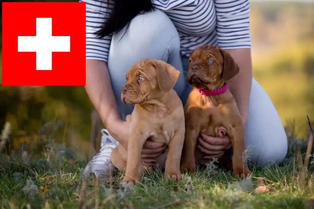 Bordeauxdogge Züchter mit Welpen Schweiz