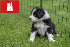 Read more about the article Border Collie Züchter und Welpen in Hamburg