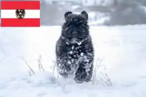 Read more about the article Bouvier des Flandres Züchter und Welpen in Österreich