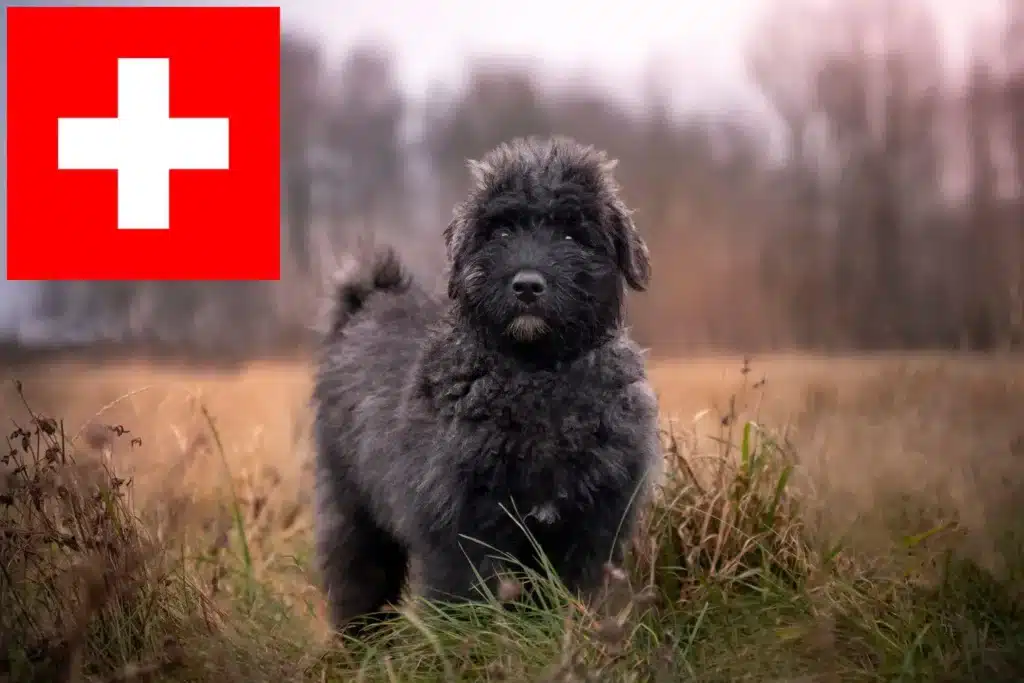 Bouvier des Flandres Züchter mit Welpen Schweiz