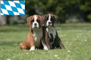 Read more about the article Boxer Züchter und Welpen in Bayern