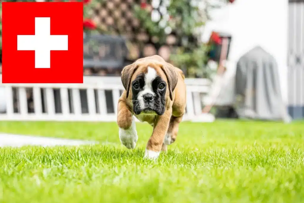 Boxer Züchter mit Welpen Schweiz