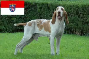 Read more about the article Bracco Italiano Züchter und Welpen in Hessen