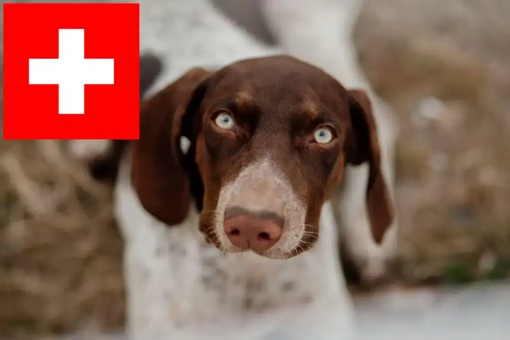 Bracco Italiano Züchter mit Welpen Schweiz