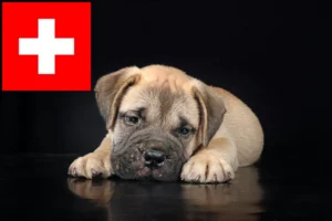 Read more about the article Bullmastiff Züchter und Welpen in der Schweiz