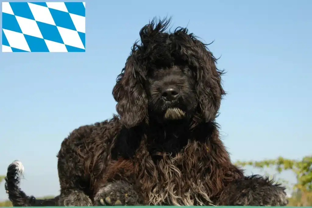 Cão de Agua português Züchter mit Welpen Bayern