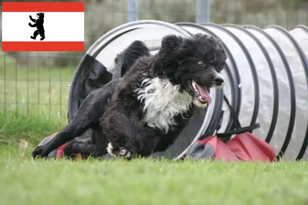Cão de Agua português Züchter mit Welpen Berlin