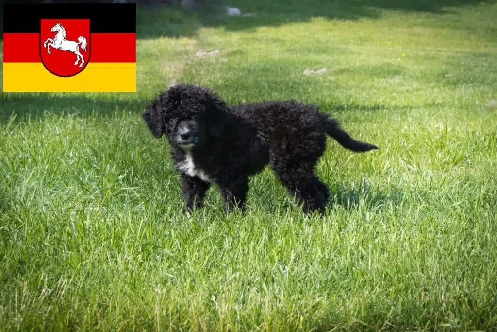 Cão de Agua português Züchter mit Welpen Niedersachsen